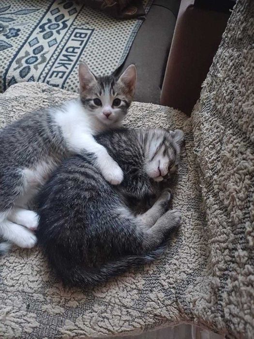 отдам котят в добрые руки