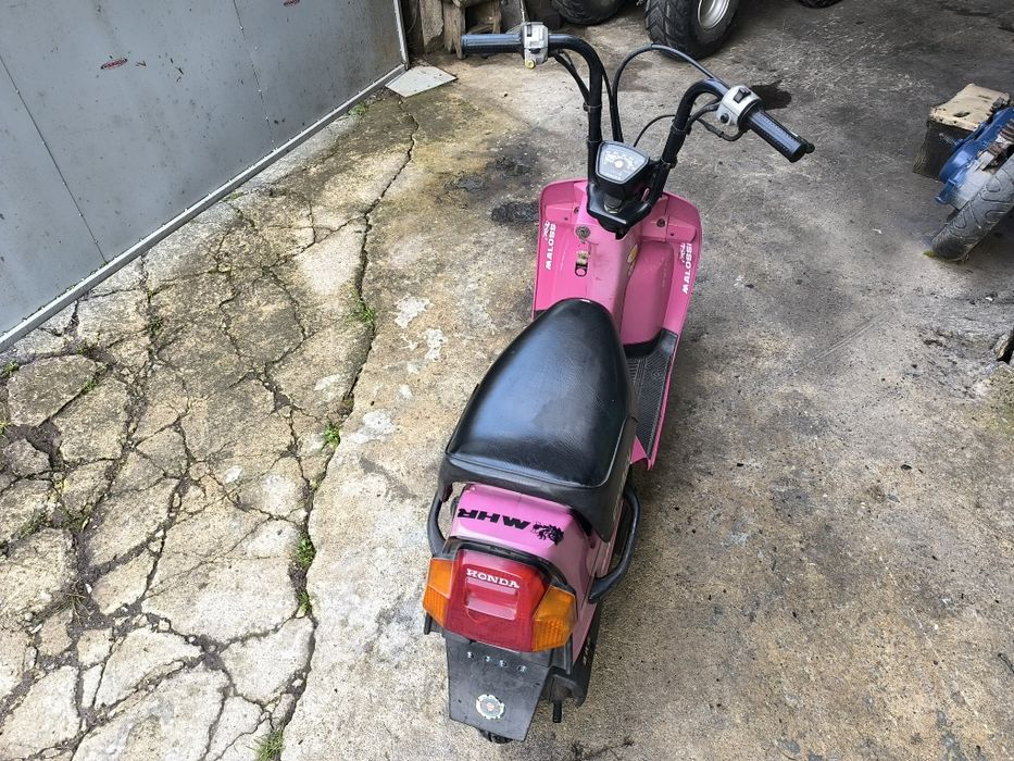 Honda Squash  50