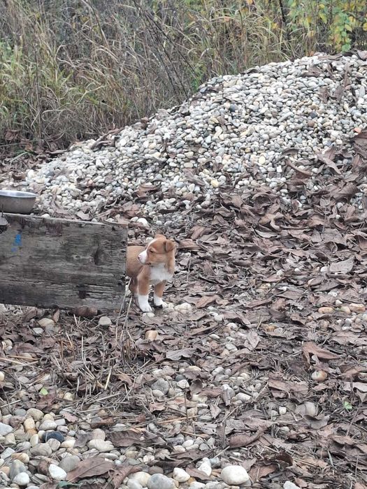 Catelusi pentru adoptie