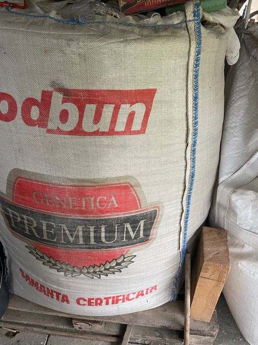 Orz recolta 2025 calitate 1 .