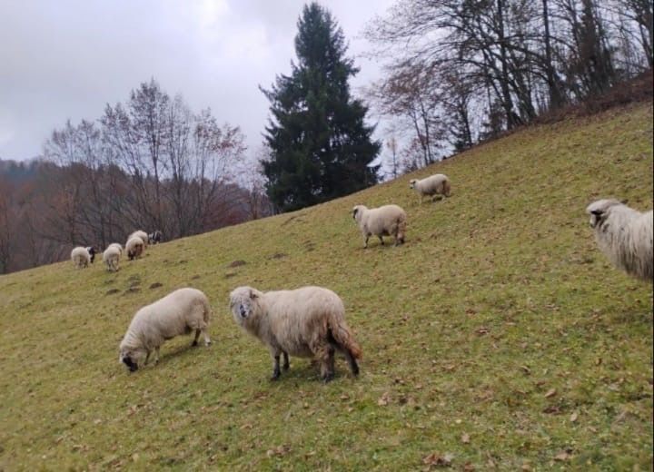 Oi de vanzare de a fata