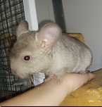 Chinchilla de vânzare