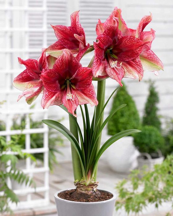 Сортовые гиппиаструм Papilio и Toska или амарилис