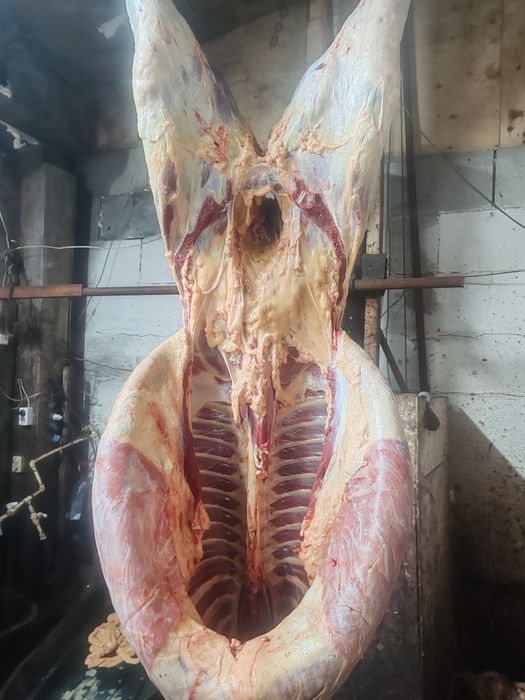 Конина по частям и по килограмам