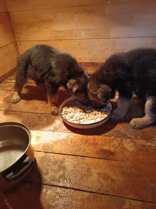 Продавам немски овчарки