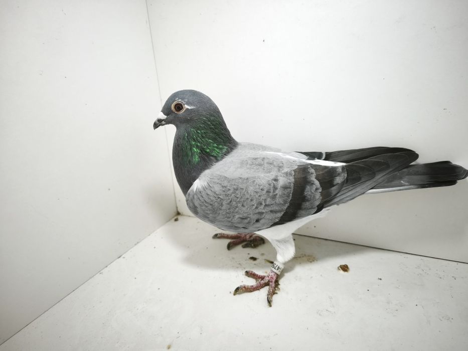 Porumbei reproduși pe boxe individuale