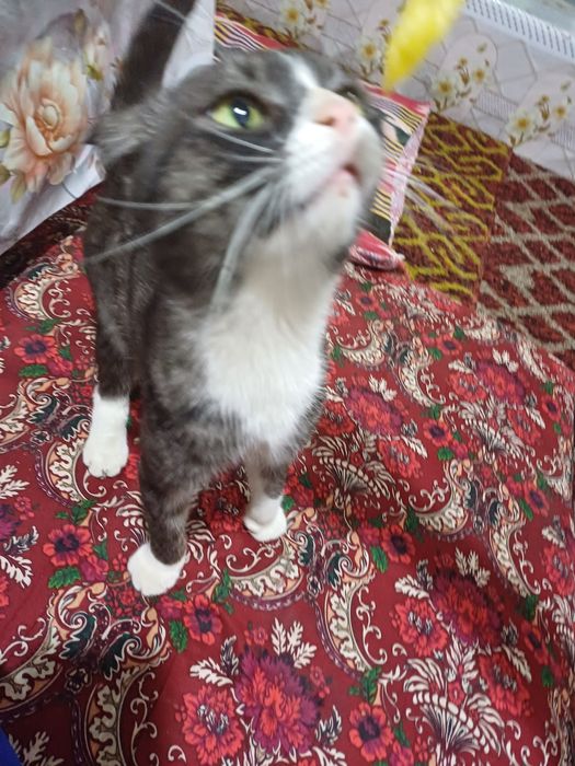 Mushuk scottish toshkenli mushu
