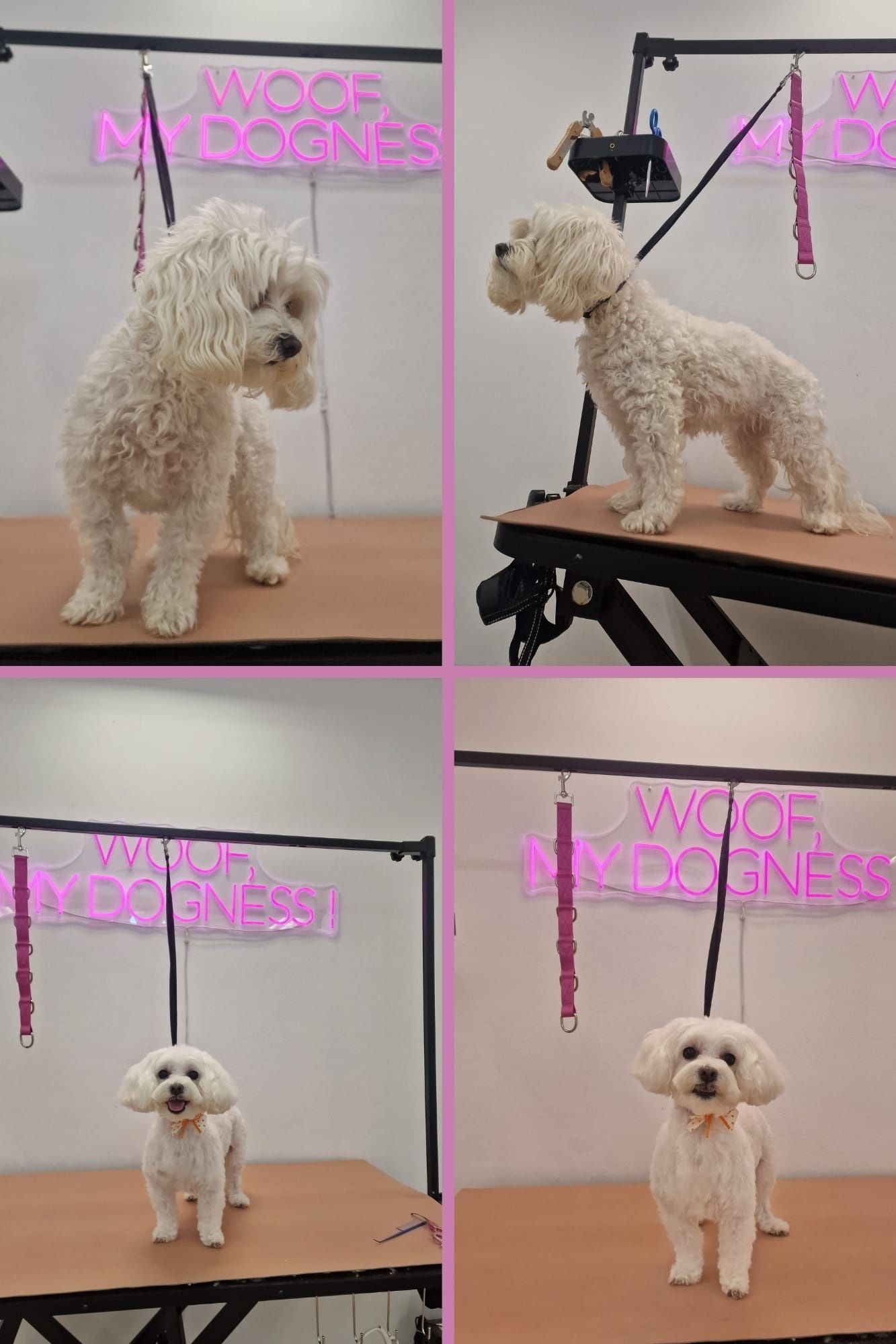 Frizerie canina - WOOF, MY DOGNESS!