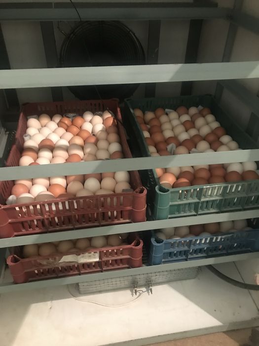 Балапан аштыруға арналған инкубатор