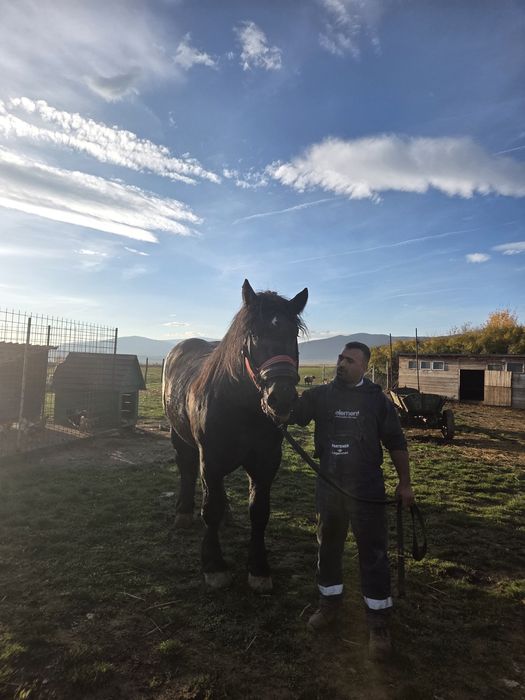 Vand armasar de 3 ani