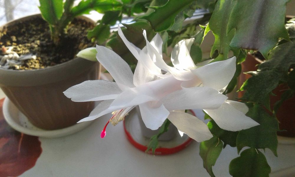 " Декабрист " (Шлюмбергера ) белый, голландский