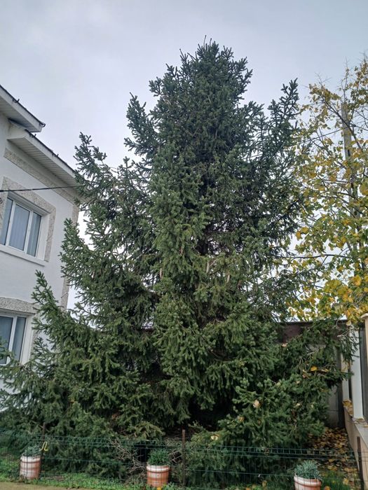 Brad natural 8 metri