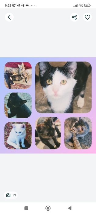 Котята бесплатно в добрые руки