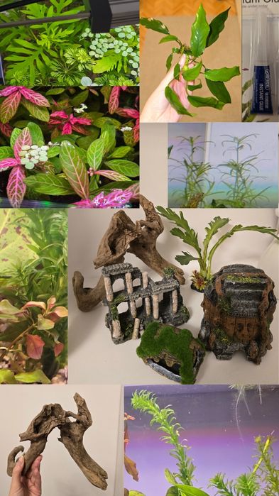 Pachet acvariu: decoruri, plante naturale easy, lipici submersibil