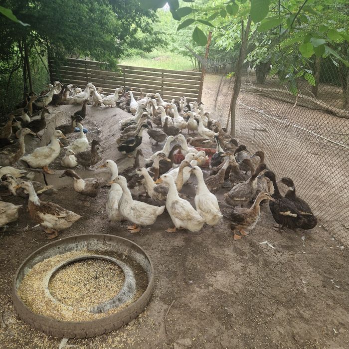 Rate românești și gâște lesesti.