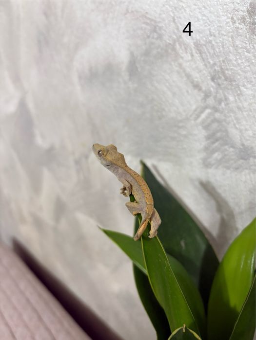 Puiuti Crested Gecko