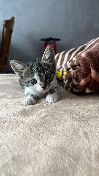 pui pisica de adoptie