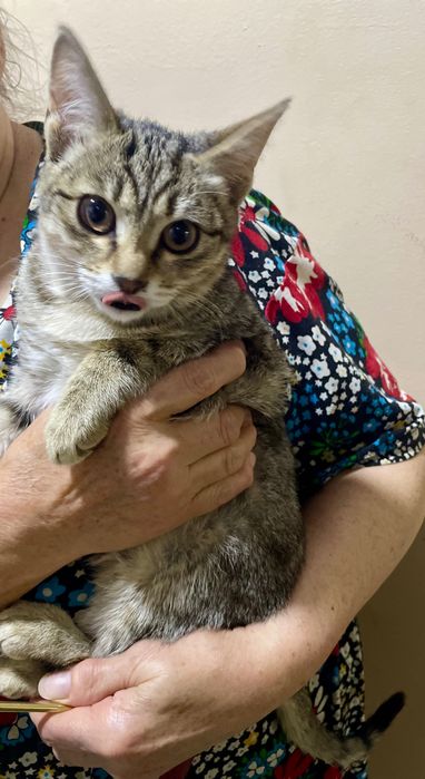 Котенок-мальчик(подросток) в добрые руки