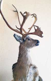 Чучело Декоративная голова оленя на стену сувенир для интерьера.