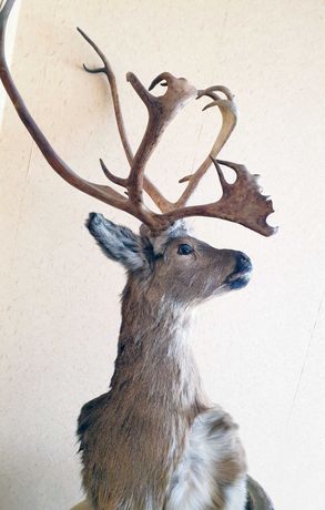 Чучело Декоративная голова оленя на стену сувенир для интерьера.