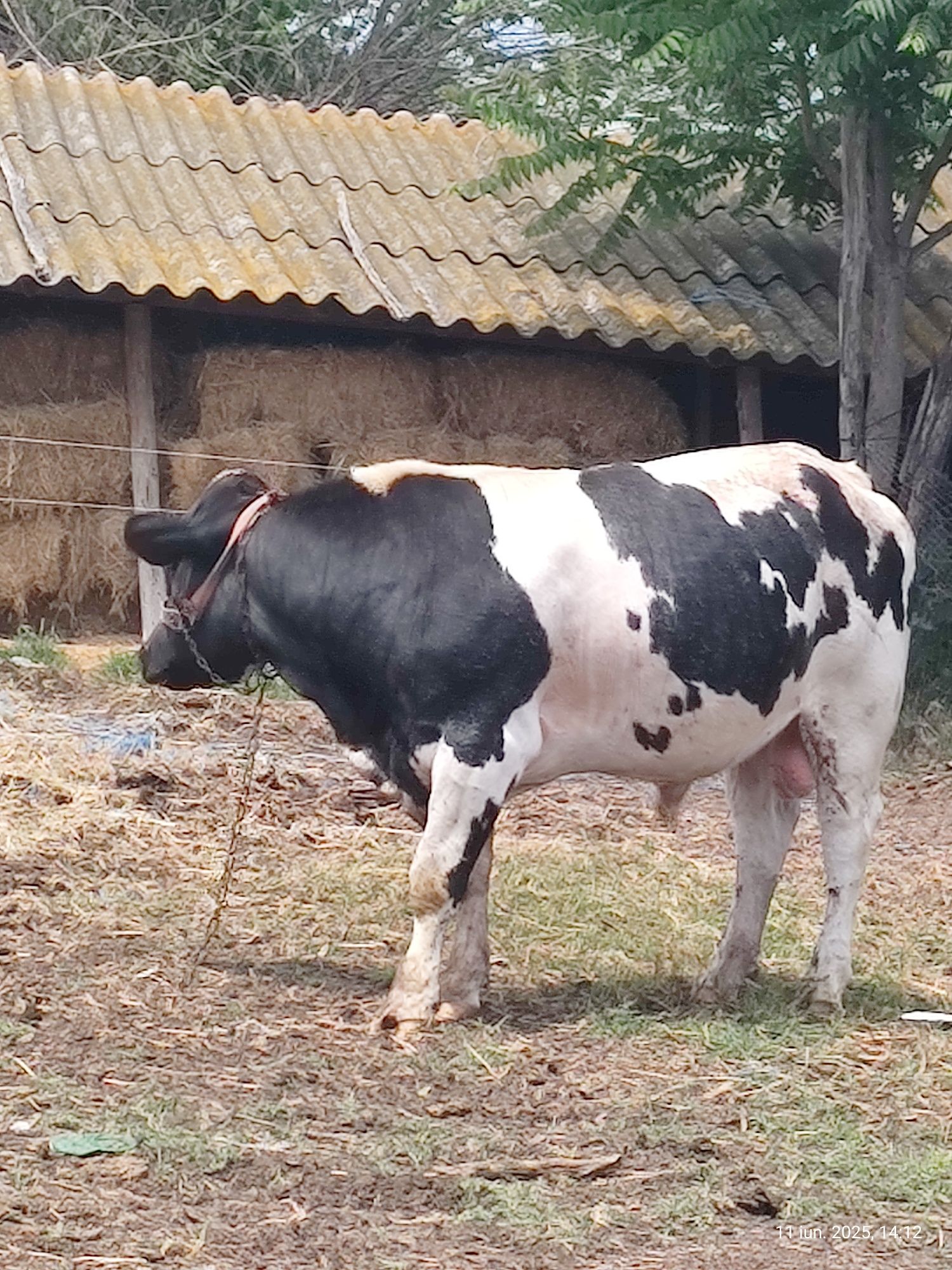 Taur de vânzare.