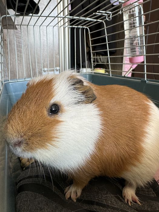 Морская свинка в ответственные руки