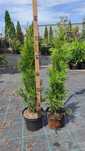 Thuja (tuia) Smaragd 50-60 cm crescuta la ghiveci.