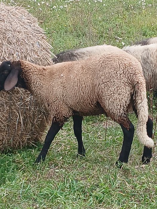 De vânzare berbecuț de anul ăsta