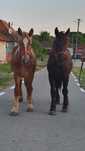 Vand 2 manji de un an