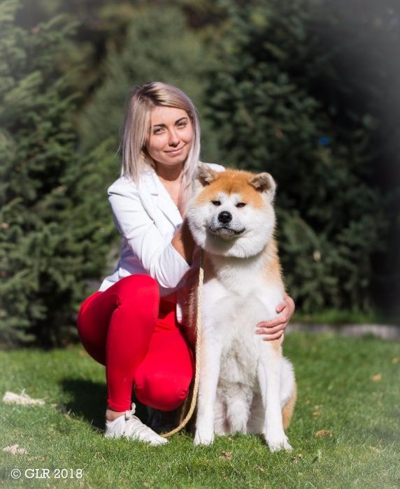 Акита Ину кобель для вязки