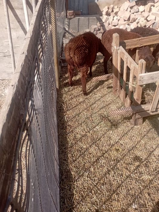 Ягнята козылар сатылады