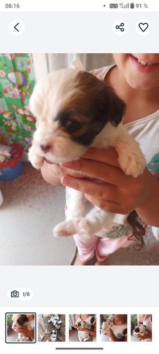 Disponibil bichon foarte drăguț