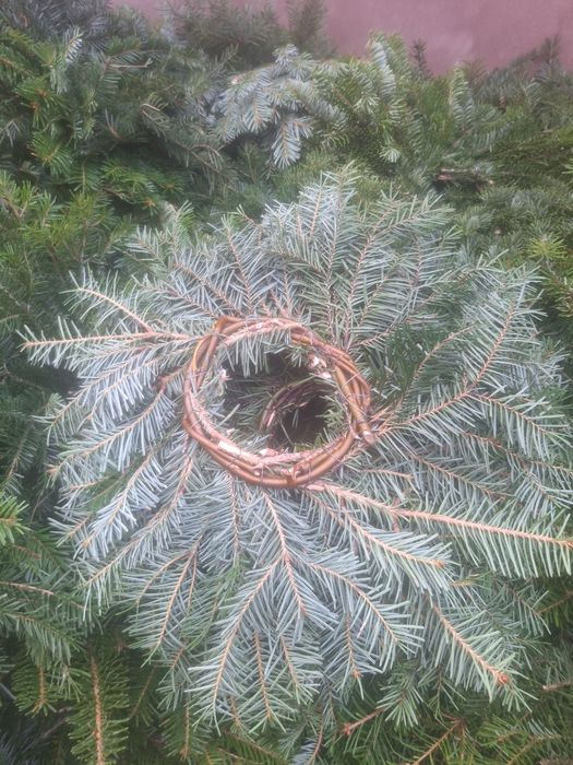Vând coronițe de brad angro