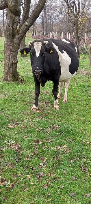 Vând Vacă bună de lapte și foarte cuminte, se mulge la mână.