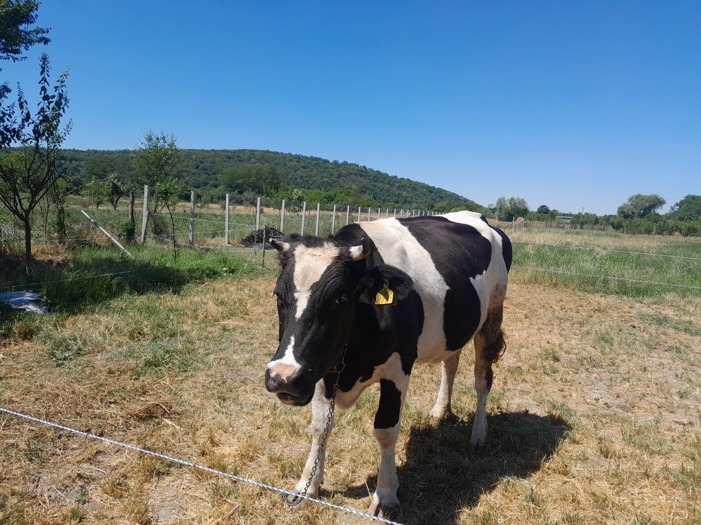 Vând vaca 4 ani gestanta