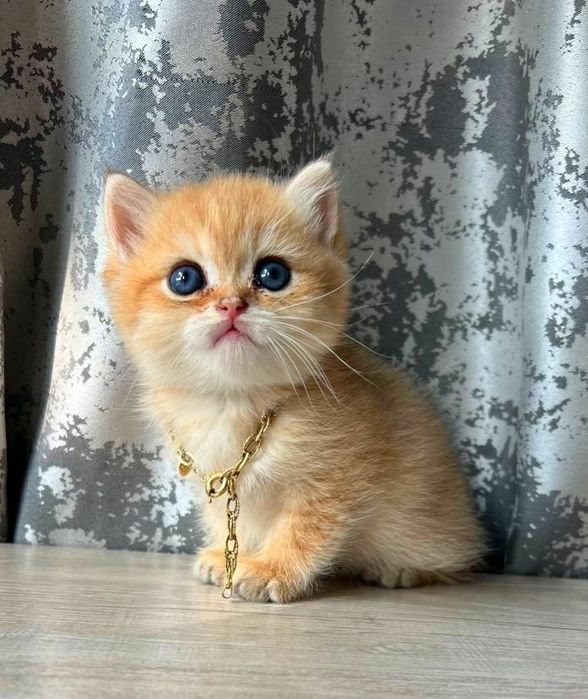 Zalatistiy shinshila brutan sotiladi