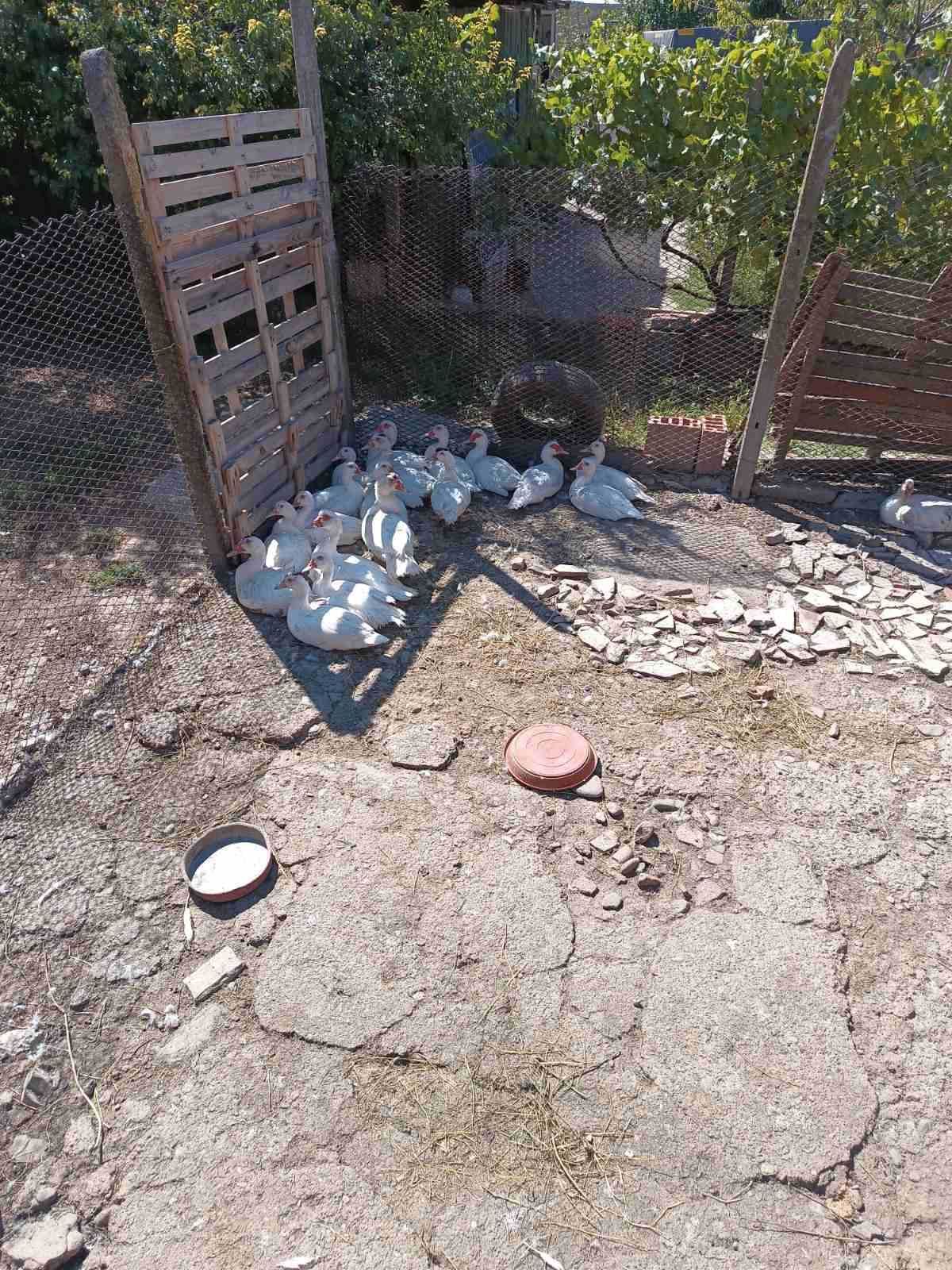 Мускусни патици, бял цвят.
