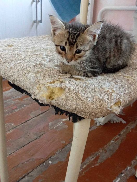 бесплатно отдам котёнка