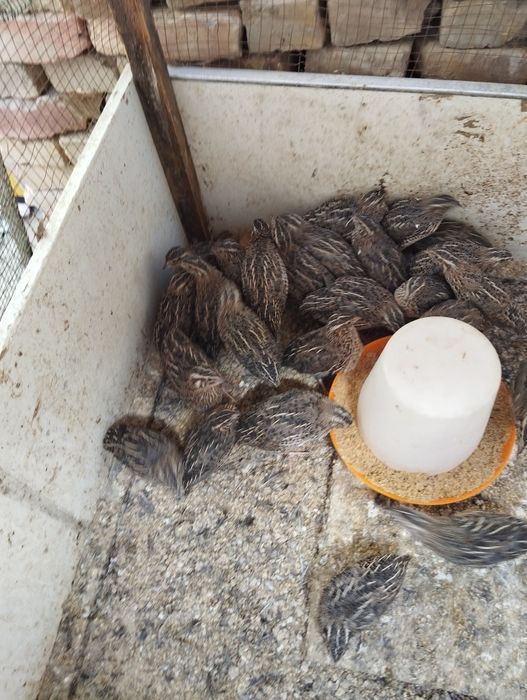 Бедоналар сотилади 50 кундик