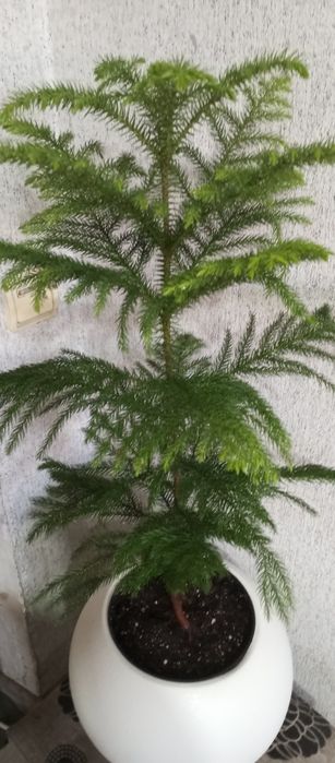 Продам арукарию, чилийская сосна