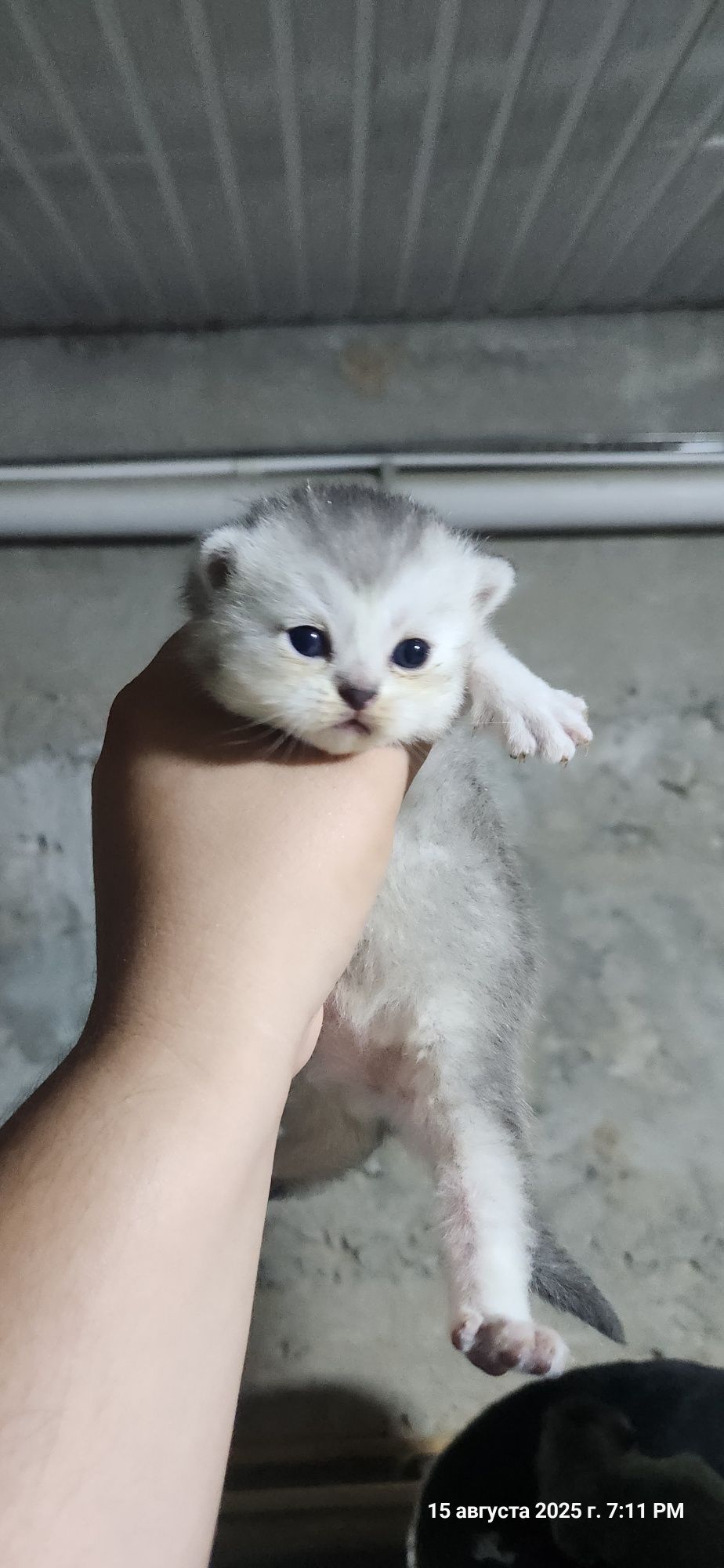 Продам котят фолд и котят страйт