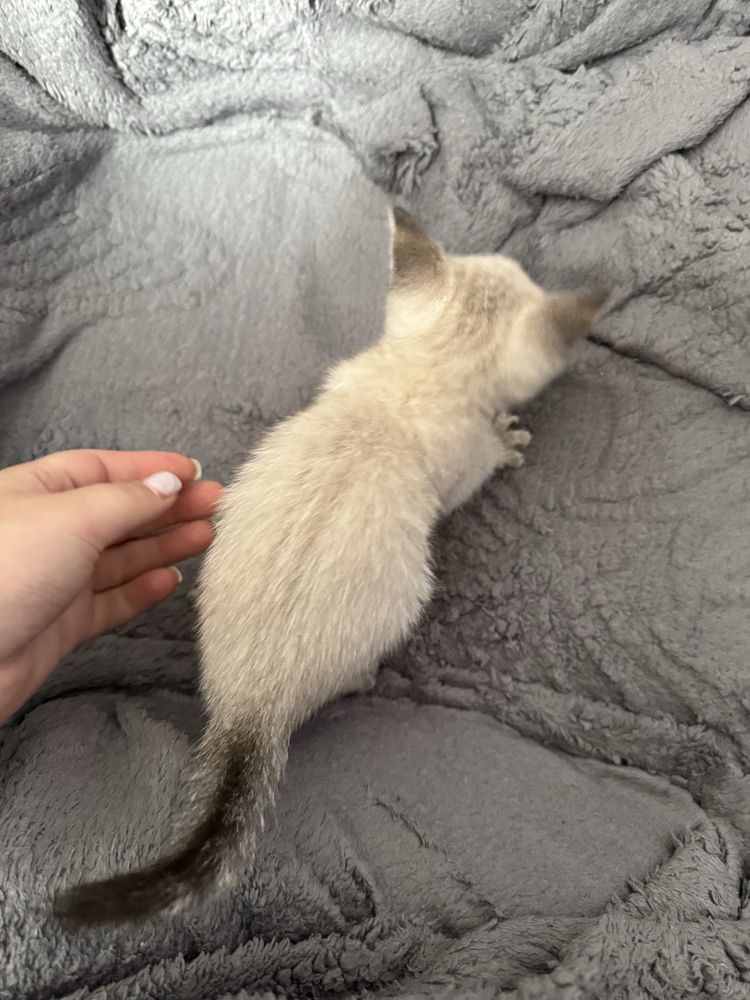 Отдам котенка девочку