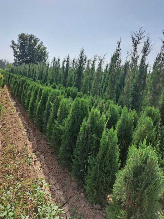 manzarali ko'chatlar