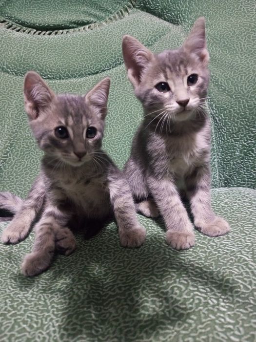 Scottish straight, Русская голубая,black cat,