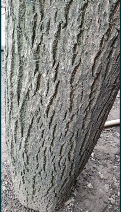 Продам огромнейшее ценное дерево грецкого ореха 40лет на мебель