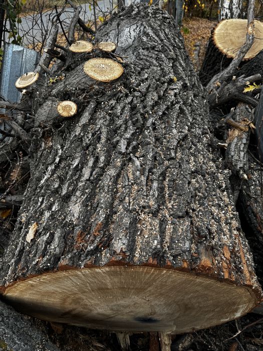 Продам дубовые стволы (отличное качество)