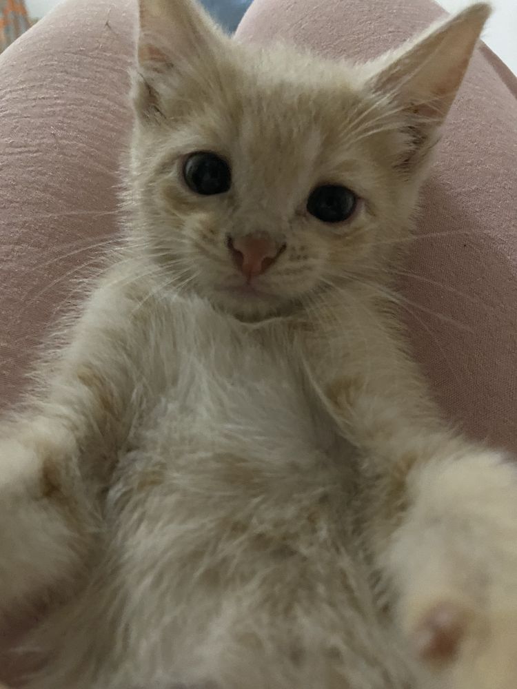 Отдам котят в хорошие руки