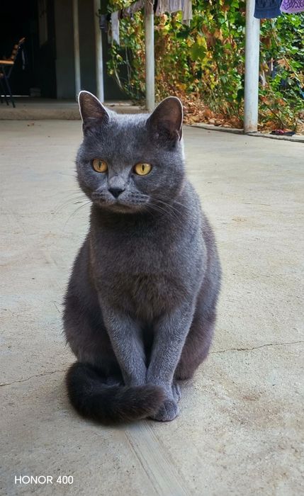 Britan zotli mushuk sotiladi