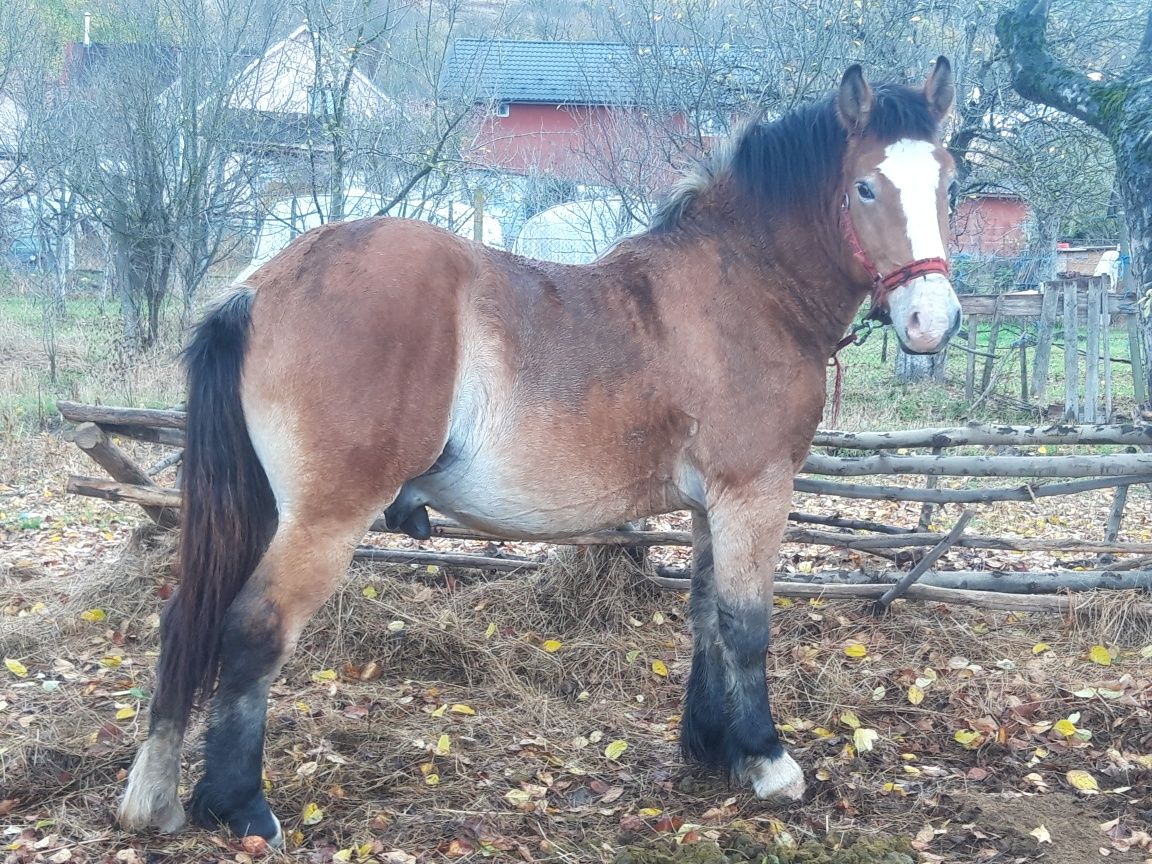 De Vanzare Mânz 1 An si 5 luni Ardenez  Sânge Rece Unguresc