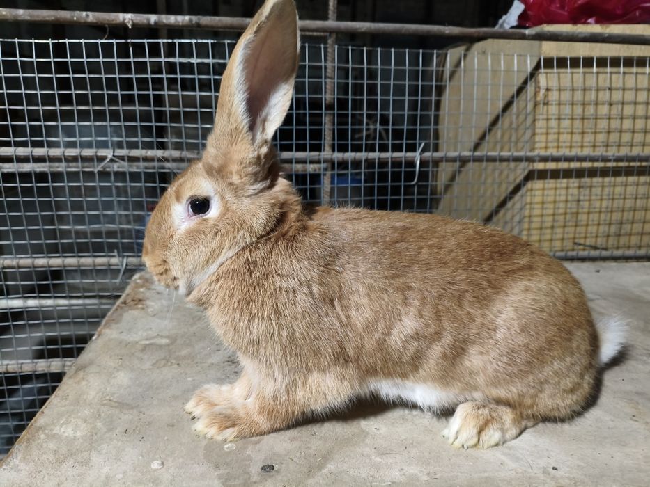 Quyon bolari sotiladi